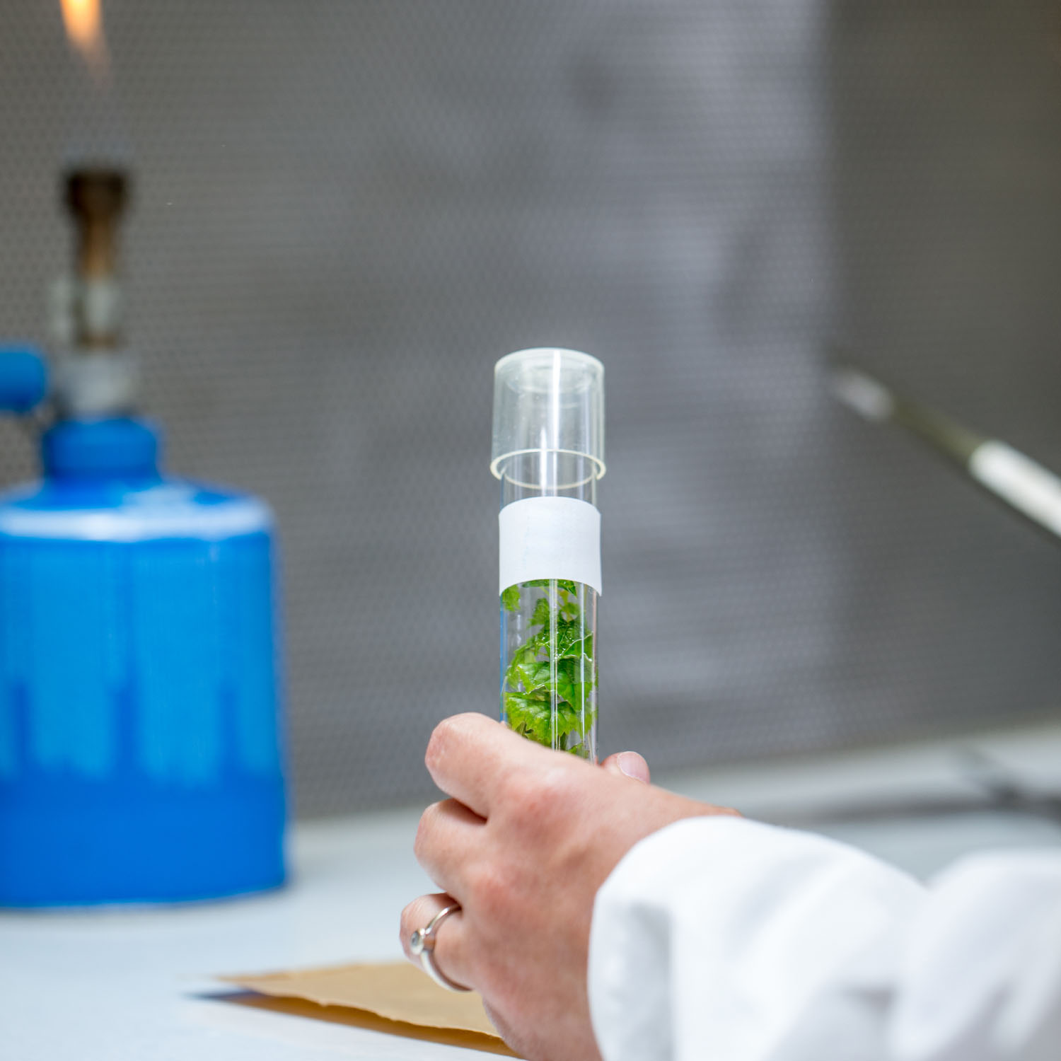 Natural Extracts Natural Extracts